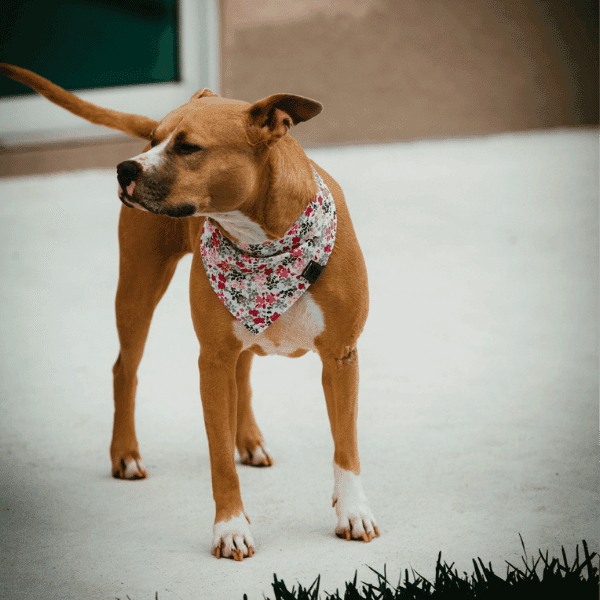 Bandanas